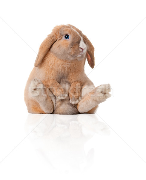 Stok fotoğraf: Küçük · tavşan · oturma · sevimli · güzel · tavşan