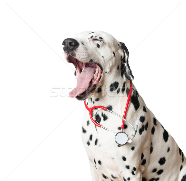 Funny yawning dalmatian dog with red stethoscope. Stock photo © kyolshin