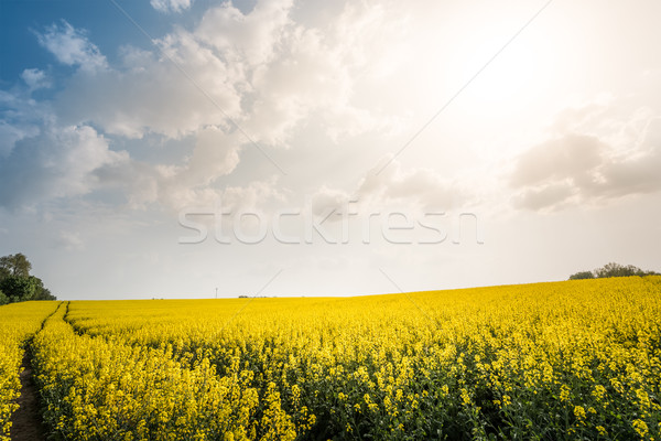 Puesta de sol campo flores cielo azul nubes amanecer Foto stock © kyolshin