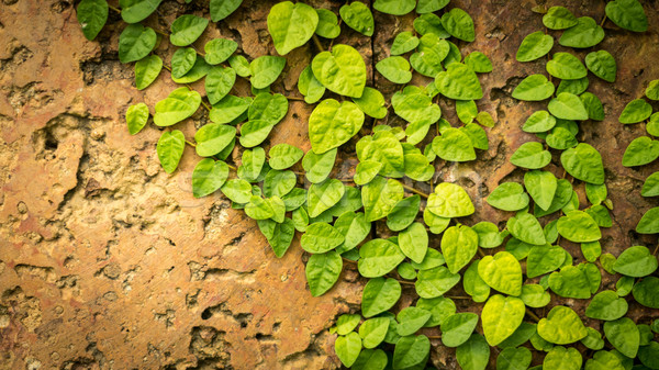öreg koszos kőfal zöld levelek fal növényzet Stock fotó © kyolshin