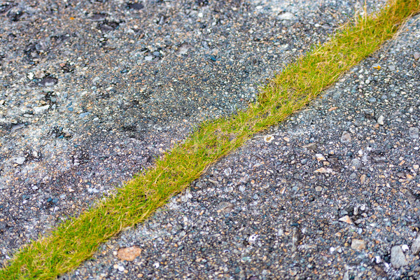 アスファルト 道路 ストライプ 草 石 緑の草 ストックフォト © kyolshin