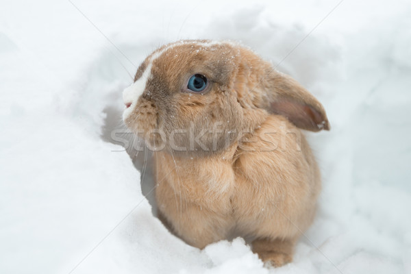 Funny cute rabbit with blue eyes sitting in snow. Stock photo © kyolshin