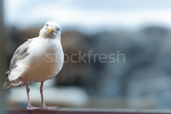 Stock foto: Möwe · stehen · Geländer · Wasser · blau