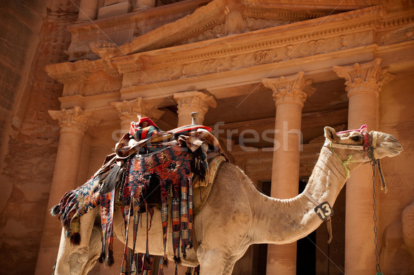 Foto stock: Camello · tesorería · vista · primer · plano · ciudad · desierto