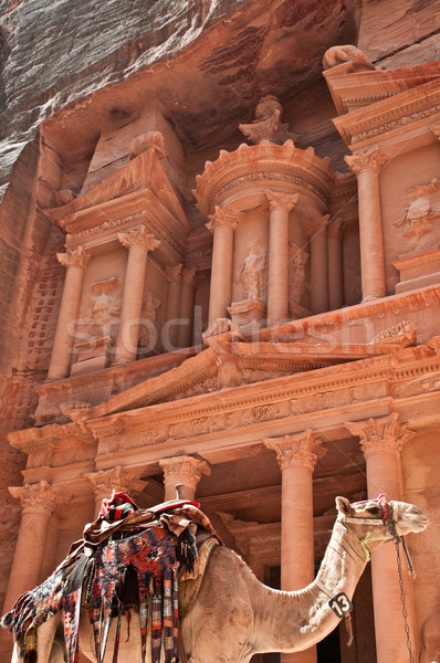 駱駝 視圖 金庫 前景 城市 沙漠 商業照片 © kyolshin