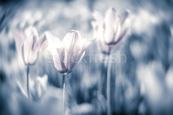 Beautiful tulips on field in grey tone. Stock photo © kyolshin