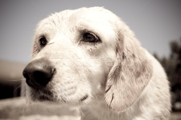Trist căţeluş vechi fotografie fără adăpost copil câine Imagine de stoc © kyolshin