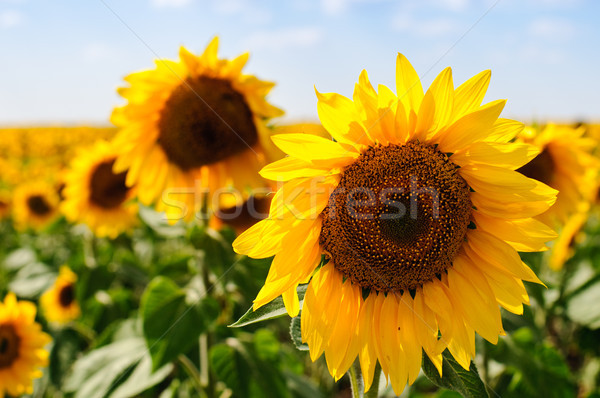 Floarea soarelui frumos floarea-soarelui câmp albastru noros Imagine de stoc © kyolshin