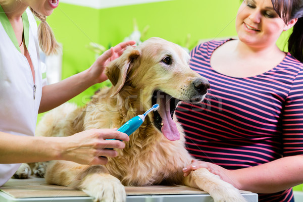 Stock photo: Big dog getting dental care by woman at dog parlor