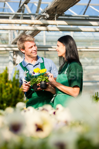Male and female florist or gardener in flower shop or nursery Stock photo © Kzenon