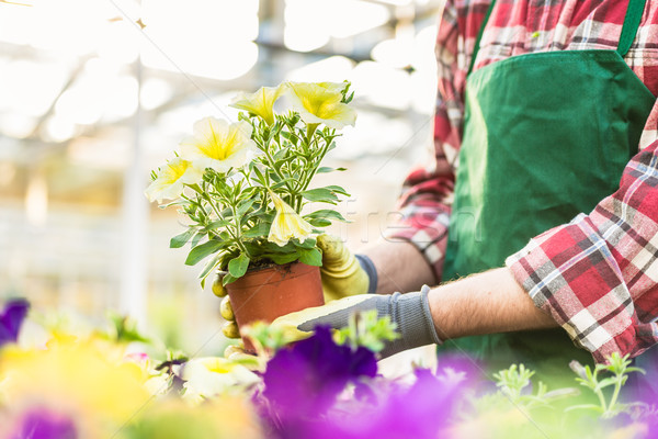 Hand of a florist holding beautiful potted yellow petunias Stock photo © Kzenon