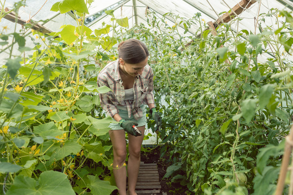 Woman working in green house on tomatoes Stock photo © Kzenon