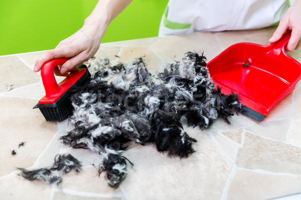 Hair being swept away at dog or pet grooming parlor Stock photo © Kzenon