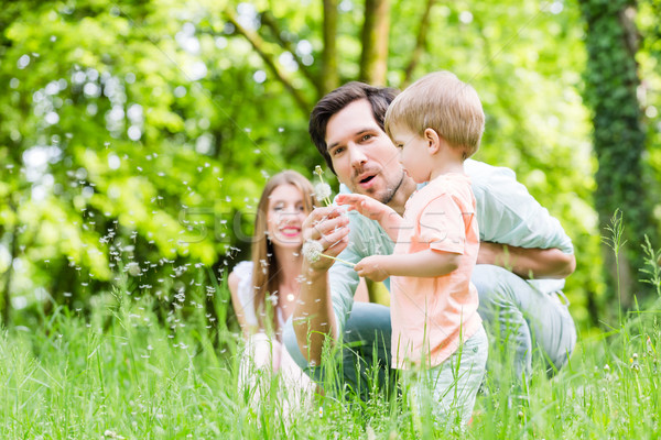 Stockfoto: Familie · zoon · weide · paardebloem · zaad