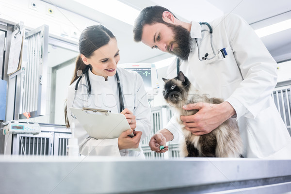 Macska vizsgálat asztal állatorvos klinika kettő Stock fotó © Kzenon
