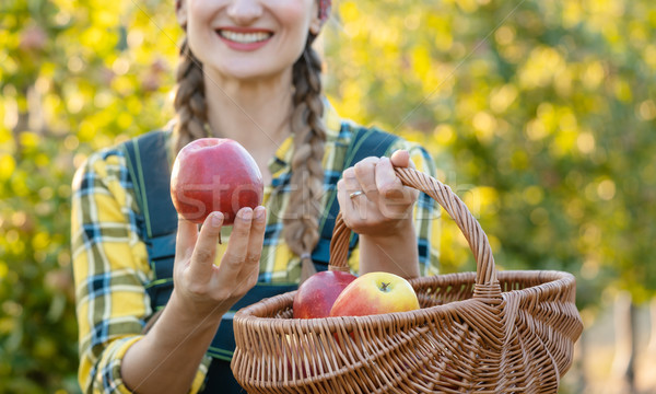 Farmer woman in fruit orchard holding apple in her hands offerin Stock photo © Kzenon