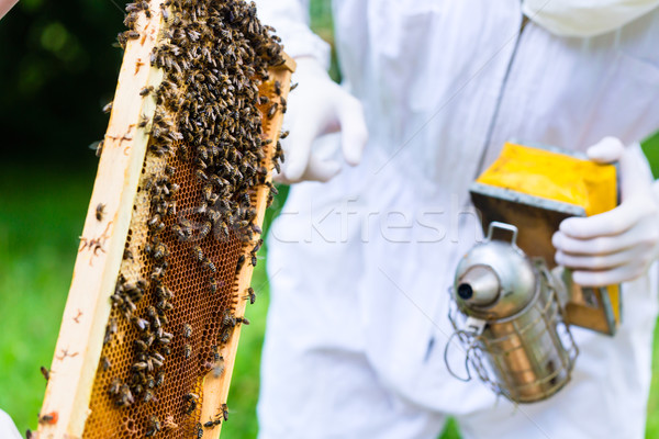 Beekeeper with smoker controlling beeyard and bees  Stock photo © Kzenon