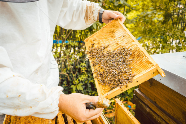 Plaster miodu pszczół ręce patrząc człowiek Zdjęcia stock © Kzenon