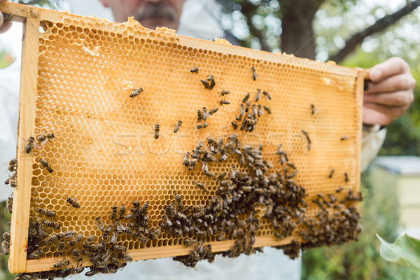 Fagure de miere albine mâini om cadru Imagine de stoc © Kzenon