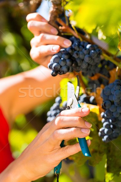 Woman picking grapes with shear Stock photo © Kzenon