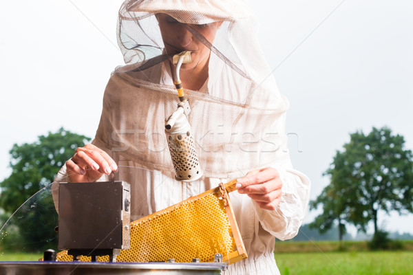 Beekeeper filling honey extractor Stock photo © Kzenon