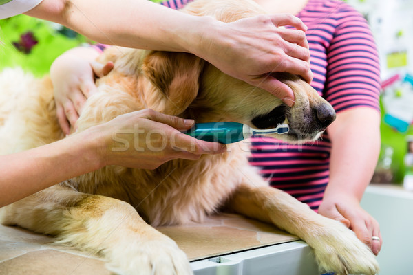 Grande cão atendimento odontológico mulher mulheres cabelo Foto stock © Kzenon