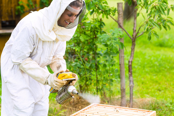 Beekeeper with smoker controlling beeyard and bees Stock photo © Kzenon