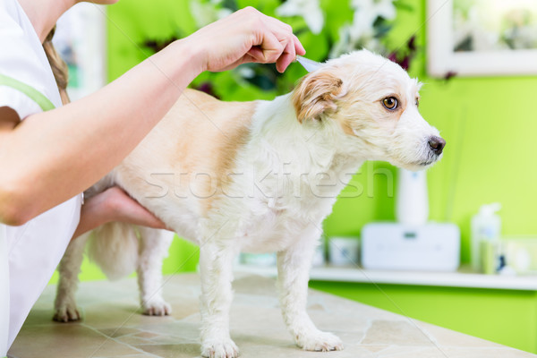 Stock photo: Woman is examining Dog for flea at pet groomer