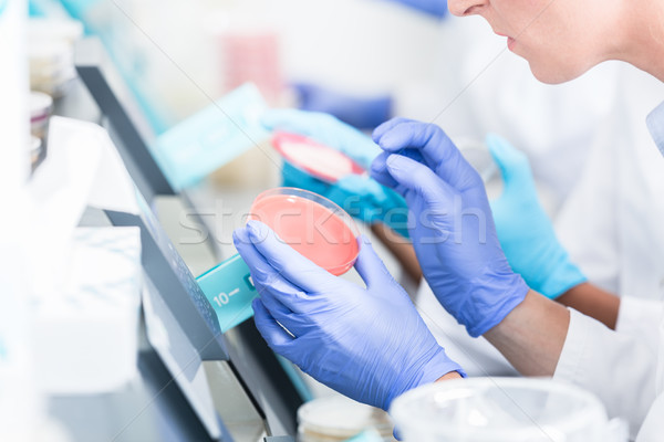 Lab technicians analyzing bacteria cultures in petri plates Stock photo © Kzenon