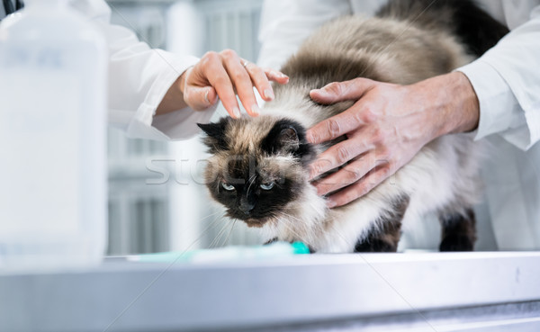 Animal doctor veterinarians examining cat in ICU of animal clini Stock photo © Kzenon