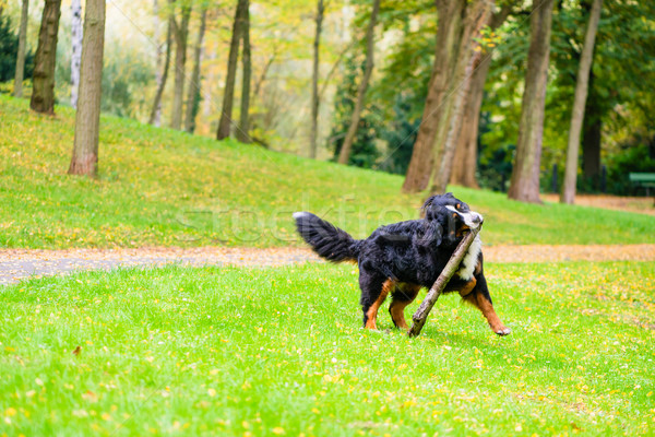 Foto d'archivio: Bovaro · del · bernese · stick · prato · caduta · fogliame · natura