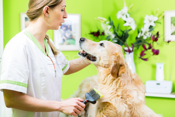 Woman getting Golden Retriever fur care at dog parlour  Stock photo © Kzenon