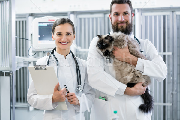 Dos veterinario médicos gato intensivo atención Foto stock © Kzenon
