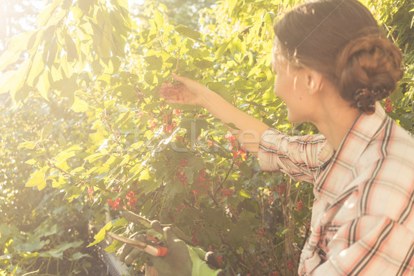 Woman in her garden harvesting red currant berries Stock photo © Kzenon