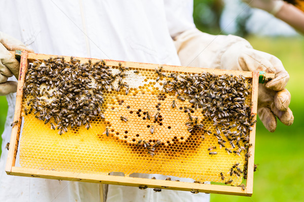 Beekeeper controlling beeyard and bees Stock photo © Kzenon