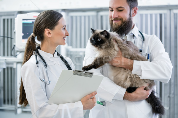 Foto stock: Veterinário · médicos · animal · de · estimação · clínica · gato