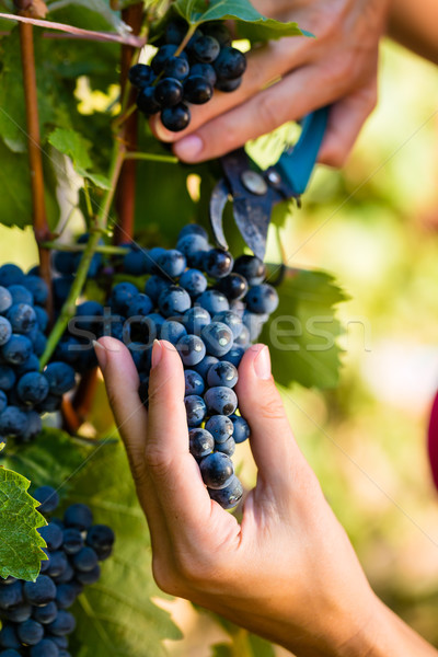 Woman winemaker picking wine grapes Stock photo © Kzenon