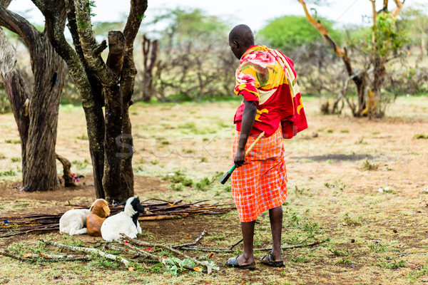 Agriculteur chèvres tribu homme pluie africaine Photo stock © Kzenon