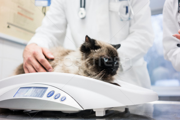 Vet putting cat on scale to measure her weights Stock photo © Kzenon