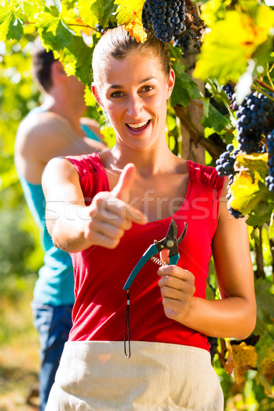 [[stock_photo]]: Raisins · récolte · temps · homme · femme