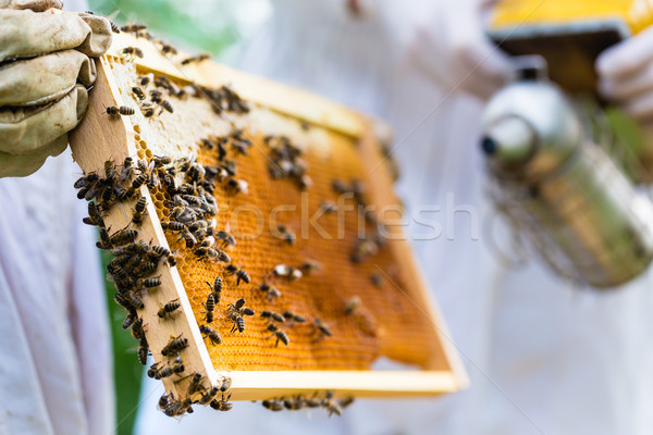 [[stock_photo]]: Fumeur · abeilles · ruche · peigne · cadre · femme