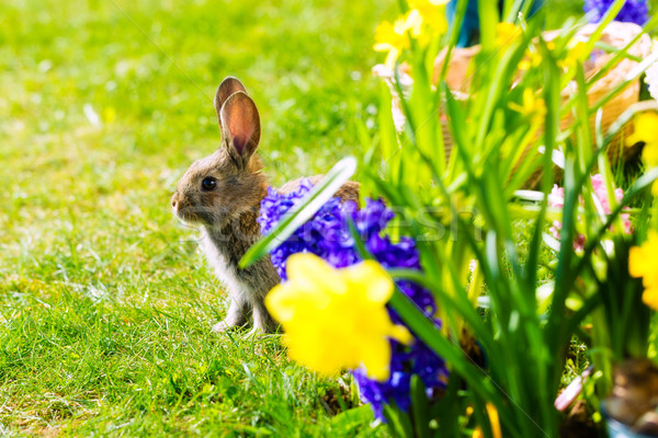 Пасхальный заяц ждет луговой жизни за цветы Сток-фото © Kzenon