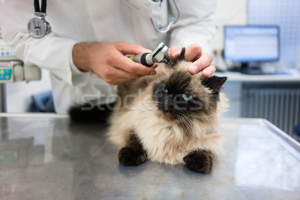 Foto stock: Veterinário · gato · médico · hospital · medicina