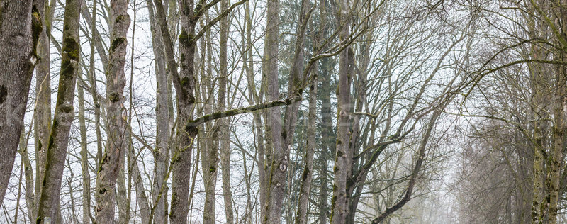 Bäume Blätter unfruchtbar Winter Landschaft Stock foto © Kzenon