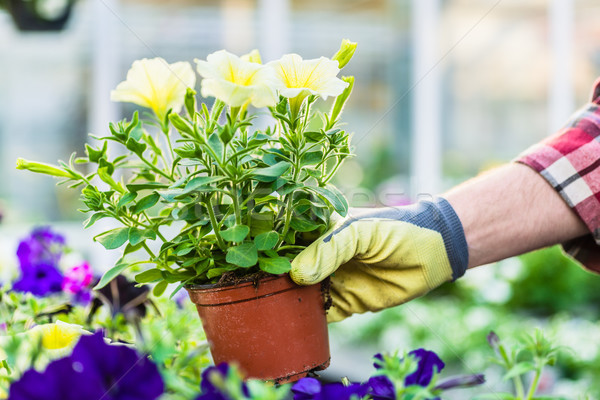 Hand of a florist holding beautiful potted yellow petunias Stock photo © Kzenon