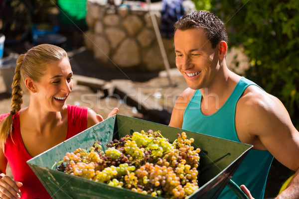 Stock photo: Woman and man working with grape harvesting machine
