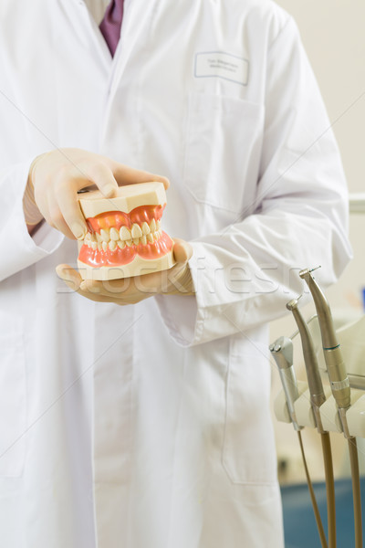 Stock photo: Dentist in his surgery, he holds a denture