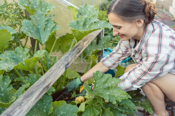 Mujer jardín cosecha pepinos calabacín vegetales Foto stock © Kzenon