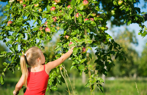 Picking apples Stock photo © Kzenon