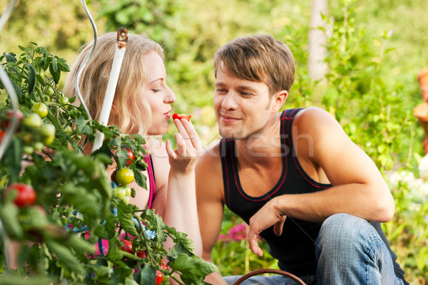 ストックフォト: 収穫 · トマト · カップル · ガーデニング · 男 · 女性